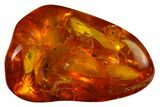 Fossil Ant (Formicidae) In Baltic Amber #166222-1